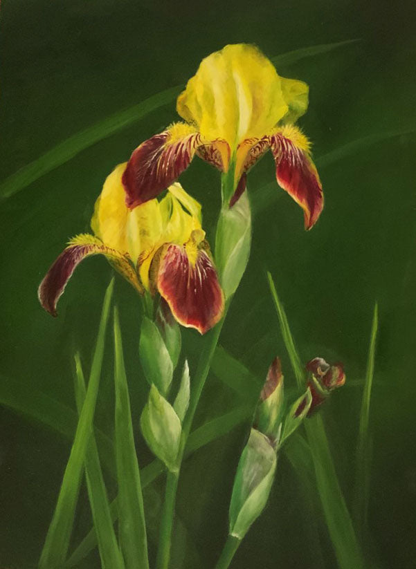 Yellow Iris