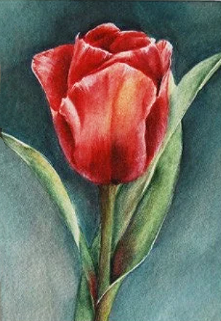 Tulip Kit