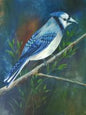 Blue Jay
