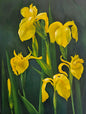 Yellow Pond Iris