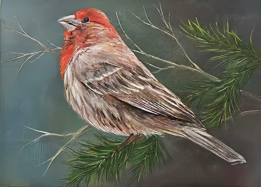 Purple Finch in Fall