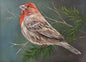 Purple Finch in Fall