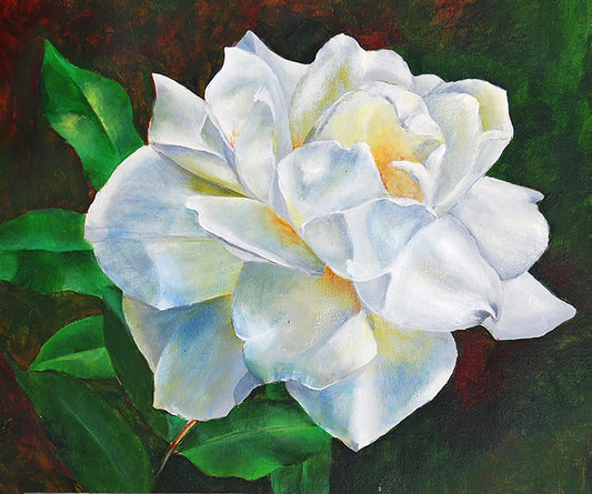 A White Rose