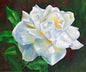 A White Rose