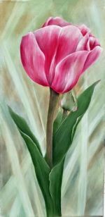 A Tulip